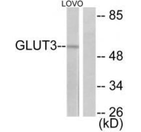 Western blot - GLUT3 Antibody from Signalway Antibody (33393) - Antibodies.com