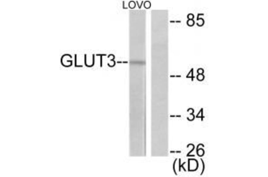 Western blot - GLUT3 Antibody from Signalway Antibody (33393) - Antibodies.com