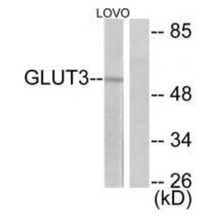 Western blot - GLUT3 Antibody from Signalway Antibody (33393) - Antibodies.com