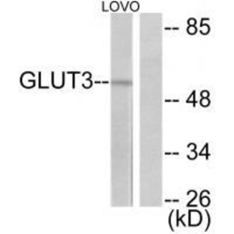 Western blot - GLUT3 Antibody from Signalway Antibody (33393) - Antibodies.com
