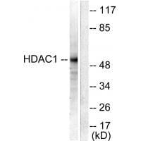 Western blot analysis of extracts from NIH/3T3 cells, using HDAC1 antibody #33398.