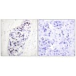 Immunohistochemistry - HDAC1 Antibody from Signalway Antibody (33398) - Antibodies.com