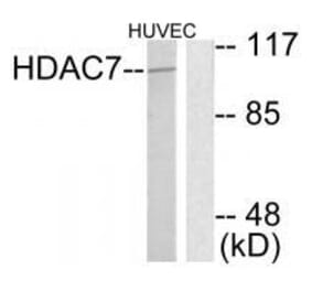 Western blot - HDAC7 Antibody from Signalway Antibody (33402) - Antibodies.com