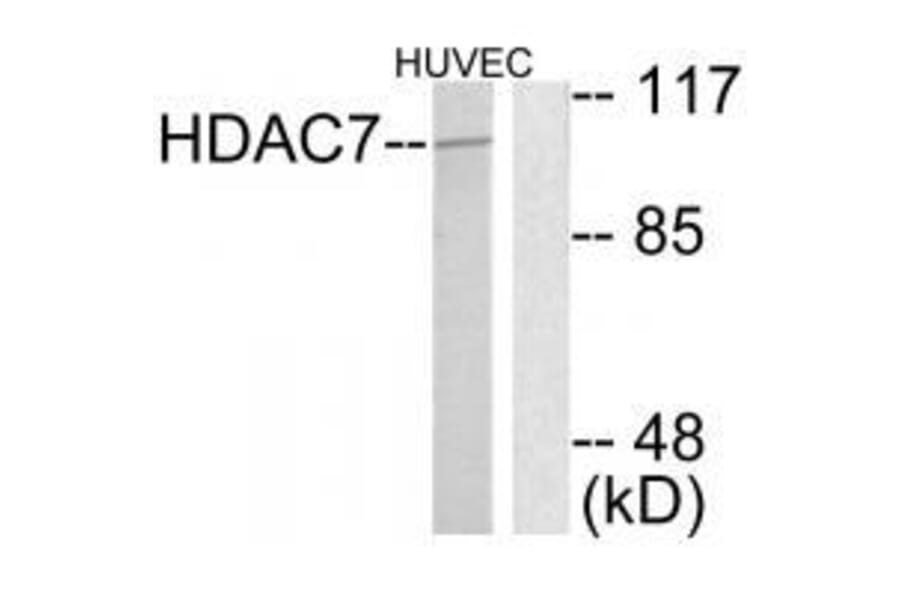 Western blot - HDAC7 Antibody from Signalway Antibody (33402) - Antibodies.com