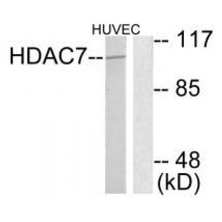 Western blot - HDAC7 Antibody from Signalway Antibody (33402) - Antibodies.com