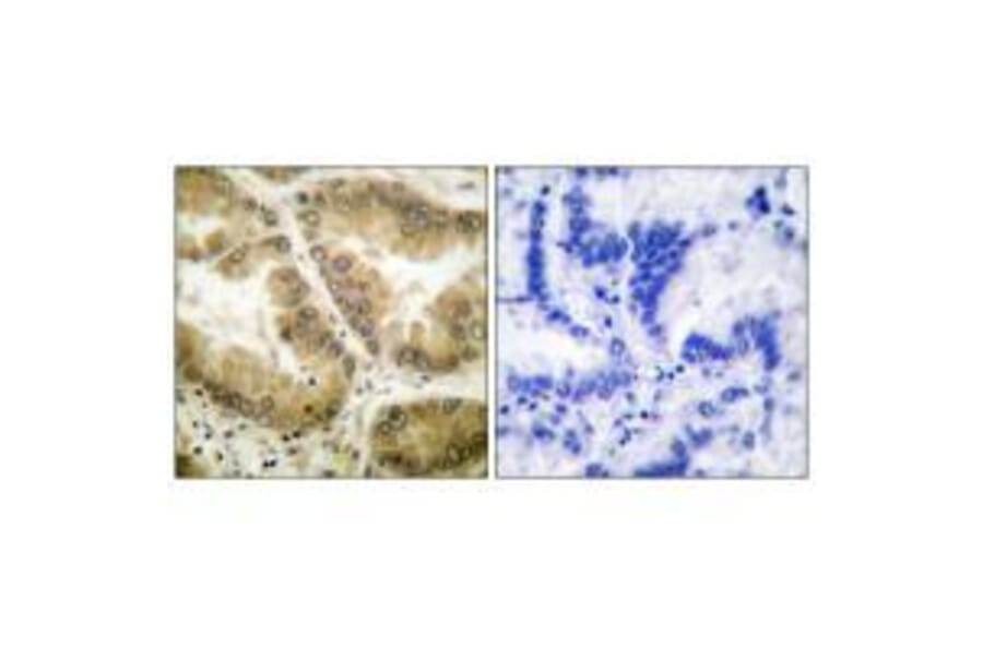 Immunohistochemistry - HDAC7 Antibody from Signalway Antibody (33402) - Antibodies.com