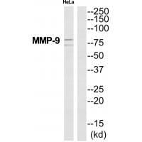 Western blot analysis of extracts from HeLa cells, using MMP-9 antibody #33446.