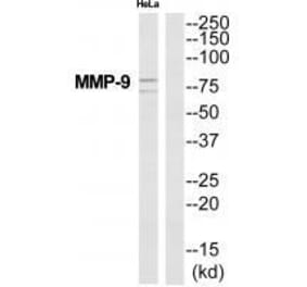 Western blot - MMP-9 Antibody from Signalway Antibody (33446) - Antibodies.com
