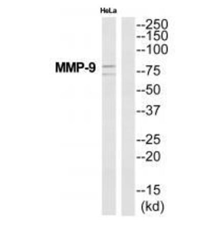 Western blot - MMP-9 Antibody from Signalway Antibody (33446) - Antibodies.com