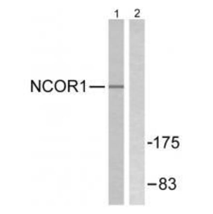Western blot - NCoR1 Antibody from Signalway Antibody (33512) - Antibodies.com