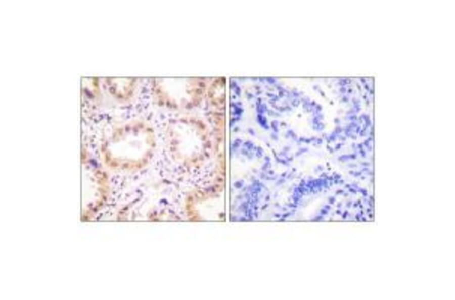 Immunohistochemistry - NEDD8 Antibody from Signalway Antibody (33513) - Antibodies.com