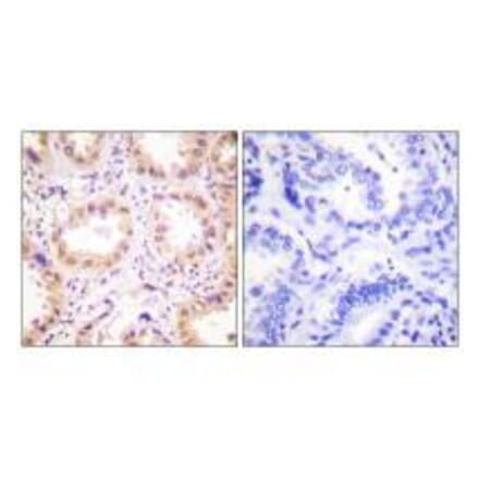 Immunohistochemistry - NEDD8 Antibody from Signalway Antibody (33513) - Antibodies.com