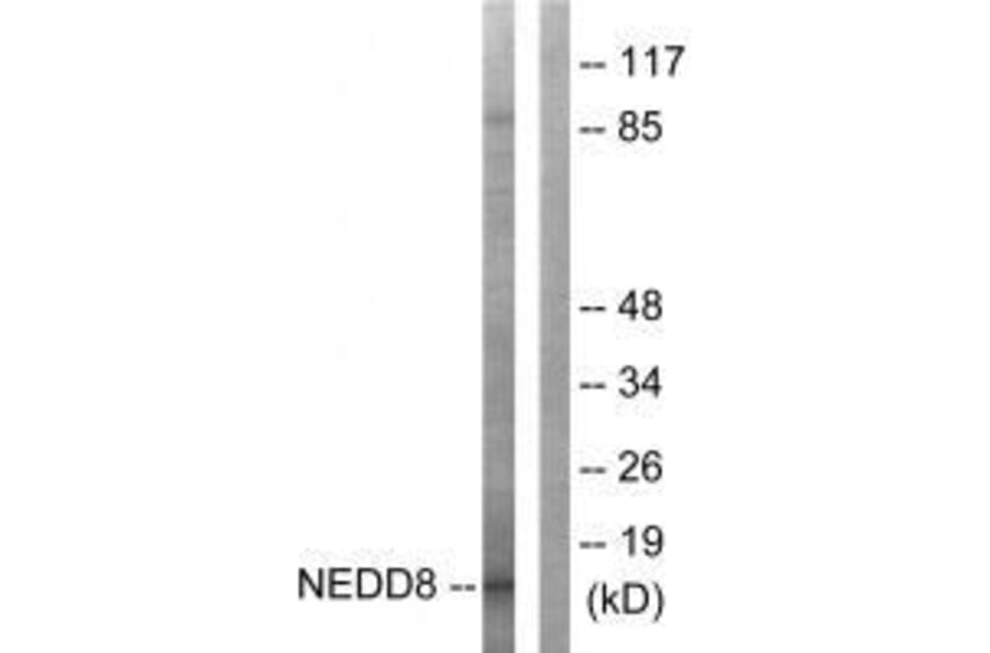 Western blot - NEDD8 Antibody from Signalway Antibody (33513) - Antibodies.com