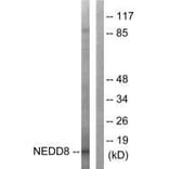 Western blot - NEDD8 Antibody from Signalway Antibody (33513) - Antibodies.com