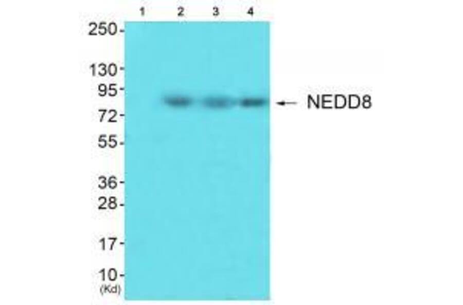 Western blot - NEDD8 Antibody from Signalway Antibody (33513) - Antibodies.com