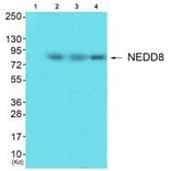 Western blot - NEDD8 Antibody from Signalway Antibody (33513) - Antibodies.com