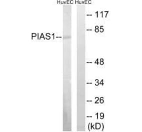 Western blot - PIAS1 Antibody from Signalway Antibody (33515) - Antibodies.com