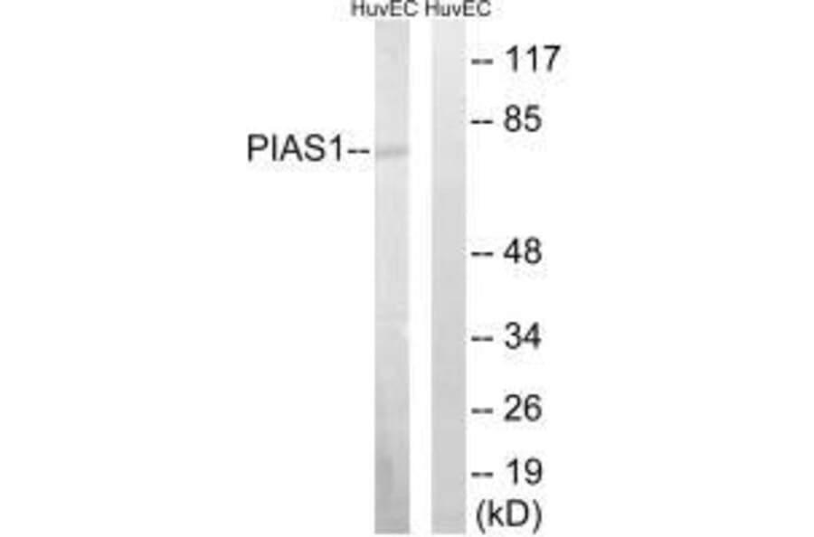 Western blot - PIAS1 Antibody from Signalway Antibody (33515) - Antibodies.com
