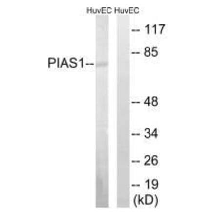 Western blot - PIAS1 Antibody from Signalway Antibody (33515) - Antibodies.com