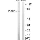 Western blot - PIAS1 Antibody from Signalway Antibody (33515) - Antibodies.com