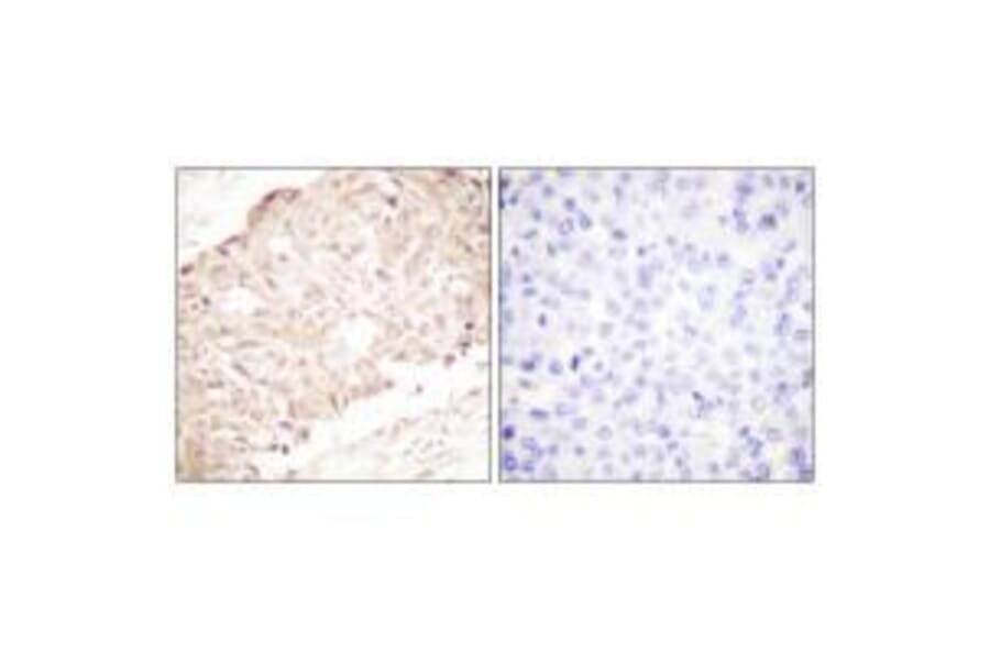 Immunohistochemistry - SENP1 Antibody from Signalway Antibody (33519) - Antibodies.com