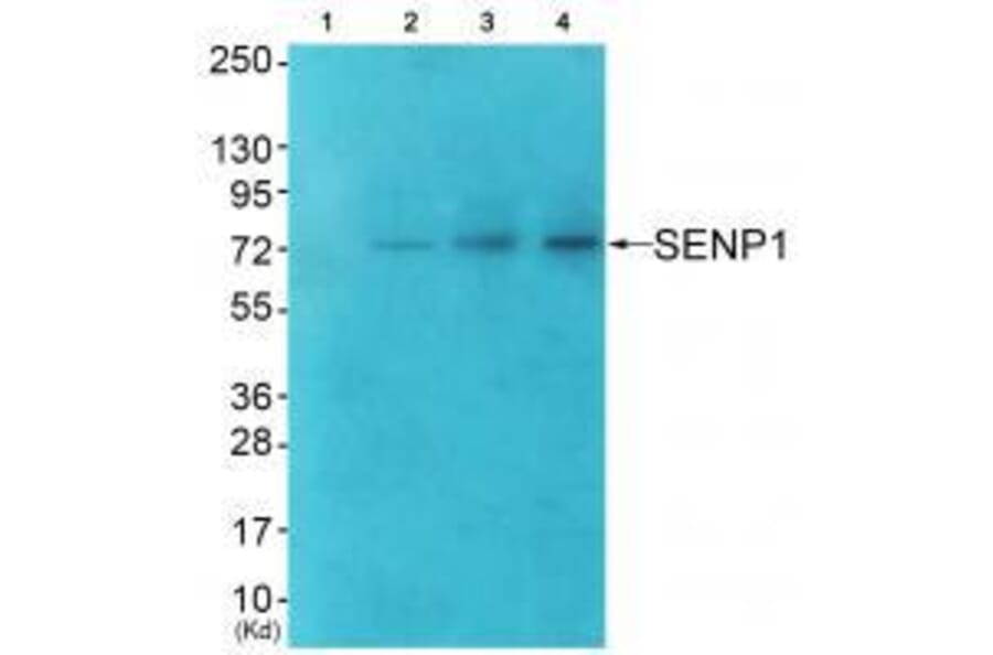 Western blot - SENP1 Antibody from Signalway Antibody (33519) - Antibodies.com