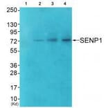 Western blot - SENP1 Antibody from Signalway Antibody (33519) - Antibodies.com
