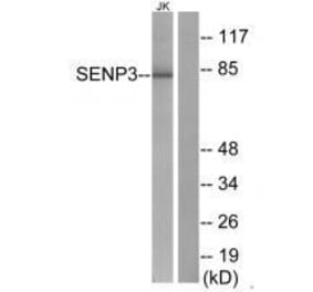 Western blot - SENP3 Antibody from Signalway Antibody (33520) - Antibodies.com