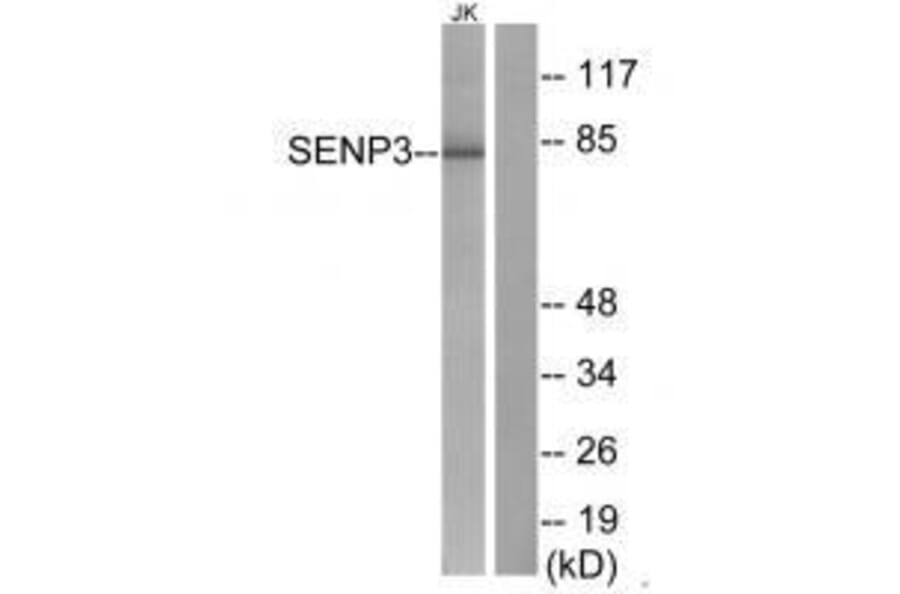 Western blot - SENP3 Antibody from Signalway Antibody (33520) - Antibodies.com