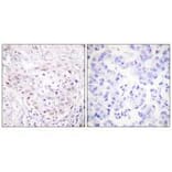 Immunohistochemistry - SENP3 Antibody from Signalway Antibody (33520) - Antibodies.com