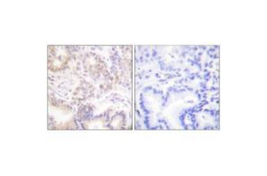 Immunohistochemistry - SENP5 Antibody from Signalway Antibody (33521) - Antibodies.com