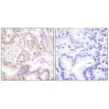 Immunohistochemistry - SENP5 Antibody from Signalway Antibody (33521) - Antibodies.com