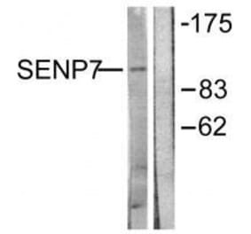 Western blot - SENP7 Antibody from Signalway Antibody (33523) - Antibodies.com