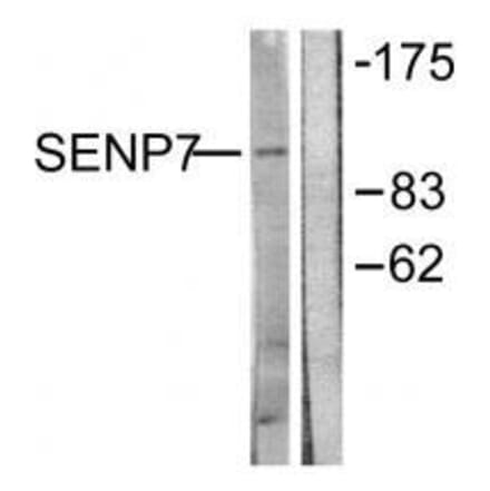 Western blot - SENP7 Antibody from Signalway Antibody (33523) - Antibodies.com