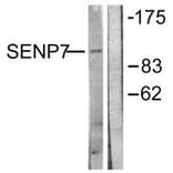Western blot - SENP7 Antibody from Signalway Antibody (33523) - Antibodies.com