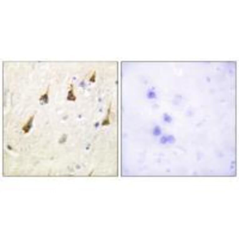 Immunohistochemistry - SENP7 Antibody from Signalway Antibody (33523) - Antibodies.com