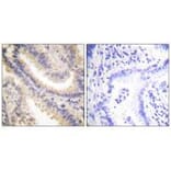 Immunohistochemistry - TIMP4 Antibody from Signalway Antibody (33526) - Antibodies.com