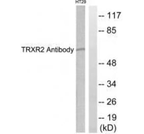 Western blot - TRXR2 Antibody from Signalway Antibody (33530) - Antibodies.com