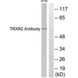 Western blot - TRXR2 Antibody from Signalway Antibody (33530) - Antibodies.com