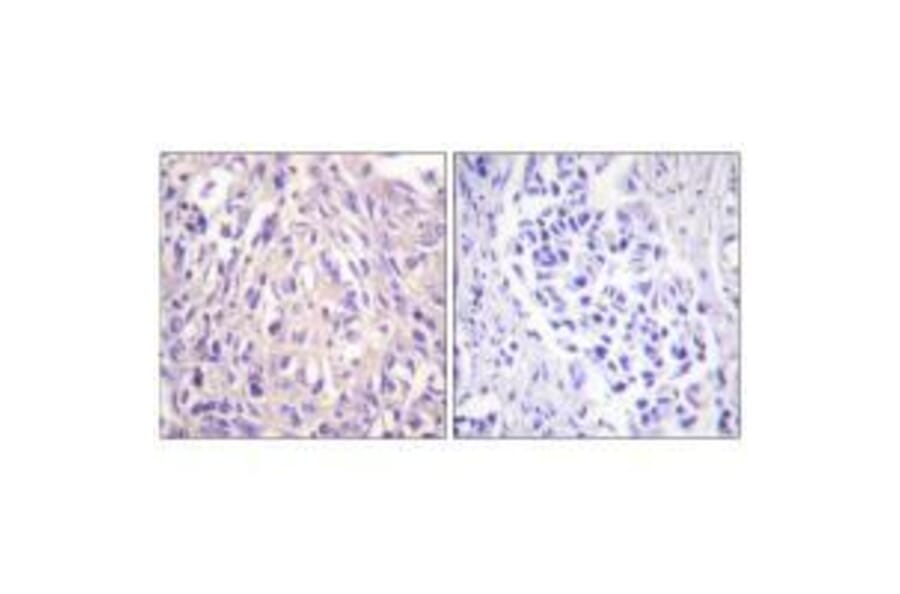 Immunohistochemistry - UBE1L Antibody from Signalway Antibody (33536) - Antibodies.com