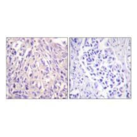 Immunohistochemistry - UBE1L Antibody from Signalway Antibody (33536) - Antibodies.com
