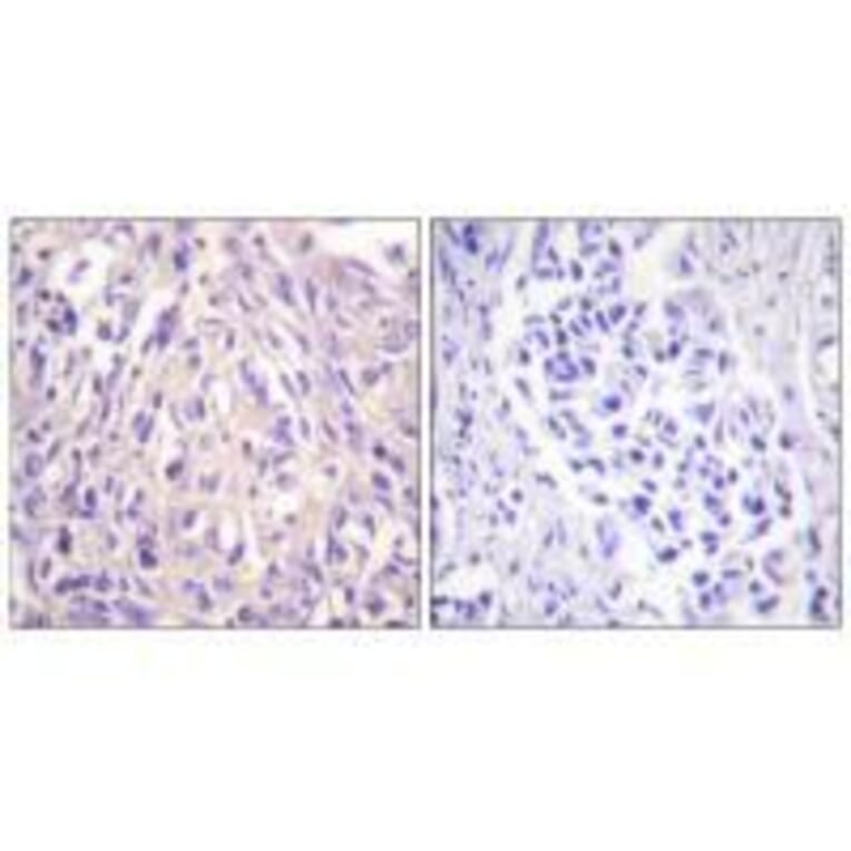 Immunohistochemistry - UBE1L Antibody from Signalway Antibody (33536) - Antibodies.com