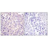 Immunohistochemistry - UBE1L Antibody from Signalway Antibody (33536) - Antibodies.com