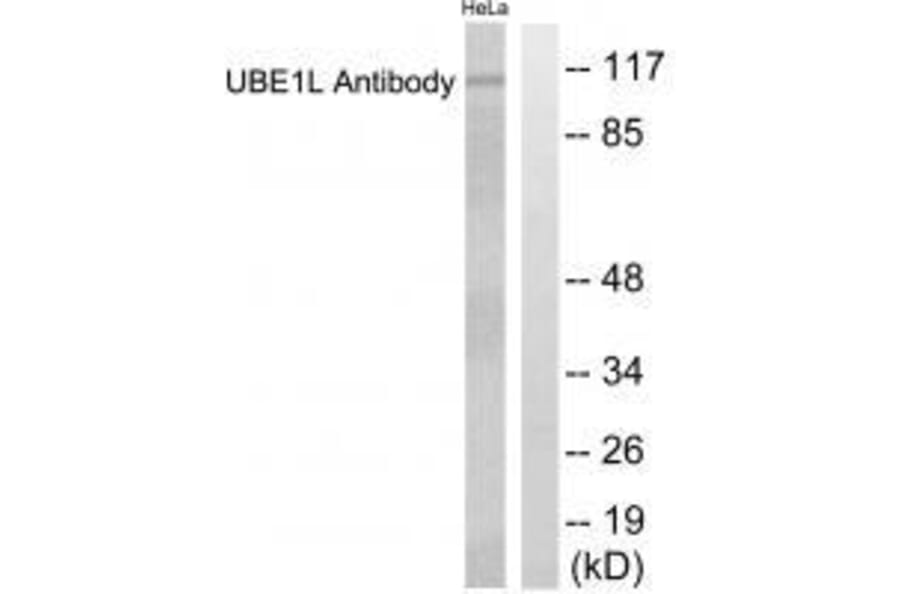 Western blot - UBE1L Antibody from Signalway Antibody (33536) - Antibodies.com