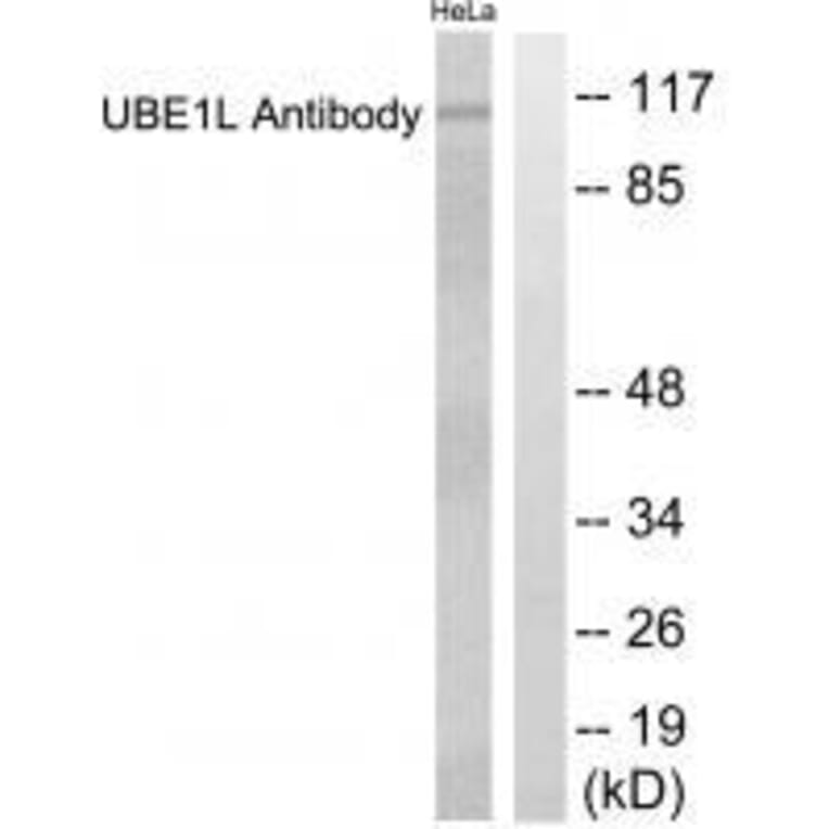 Western blot - UBE1L Antibody from Signalway Antibody (33536) - Antibodies.com