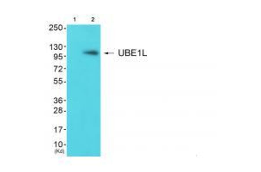 Western blot - UBE1L Antibody from Signalway Antibody (33536) - Antibodies.com