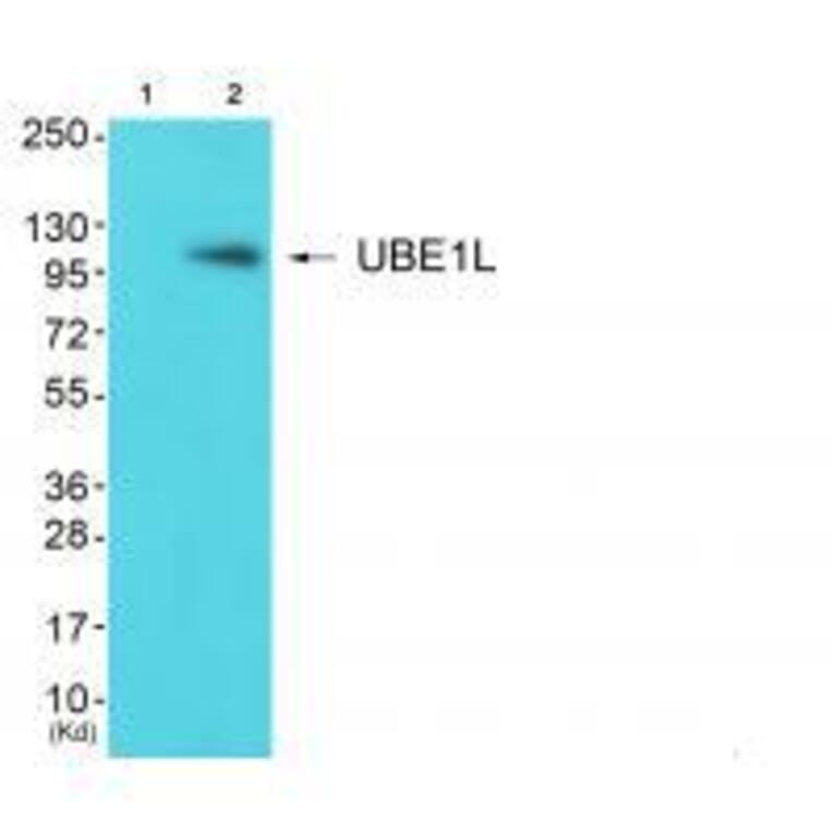 Western blot - UBE1L Antibody from Signalway Antibody (33536) - Antibodies.com