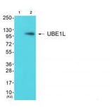 Western blot - UBE1L Antibody from Signalway Antibody (33536) - Antibodies.com