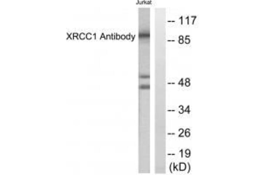 Western blot - XRCC1 Antibody from Signalway Antibody (33546) - Antibodies.com