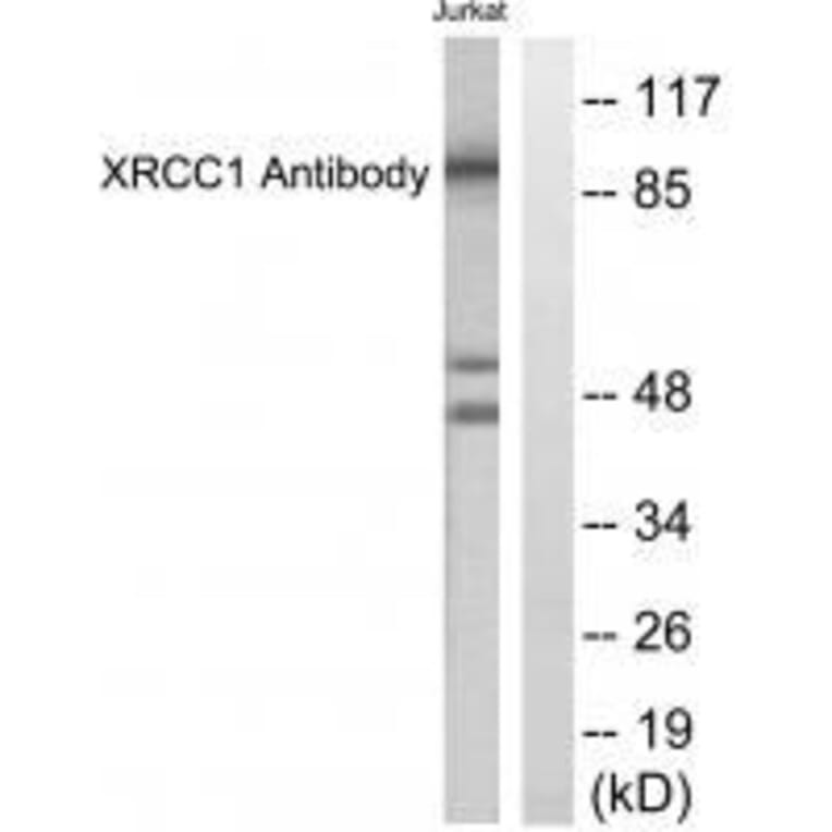 Western blot - XRCC1 Antibody from Signalway Antibody (33546) - Antibodies.com